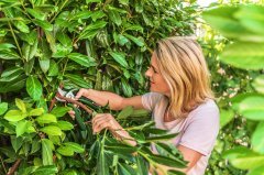 Bosch EasyPrune